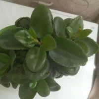 گلهای مناسب هدیه دادن|گل و گیاه طبیعی|تهران, تهرانپارس غربی|دیوار