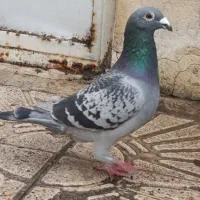 یه جفت مسافتی نر پلاکدار