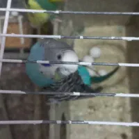 مرغ عشق مولد|پرنده|پاکدشت, شهرک امام رضا|دیوار