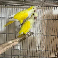 جفت مولد راهب لوتینو