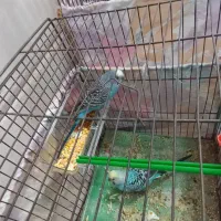 مرغ عشق|پرنده|رباطکریم, الارد|دیوار