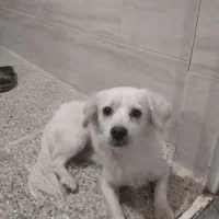 سگ اشپیتز(برفی)