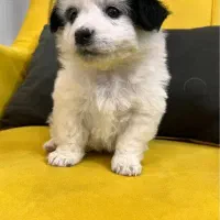 سگ پامر عروسکی