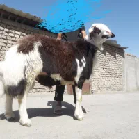 قوچ شیشک قوچ بروجردی پلنگی