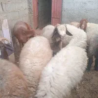 ۱۰تابرندیل بای داشت