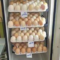 ** دستگاه جوجهکشی اتوماتیک با سنسور سوئیسی **|لوازم جانبی حیوانات|شهرکرد, |دیوار