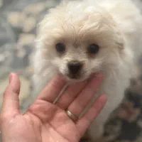 سگ پامر خرسی