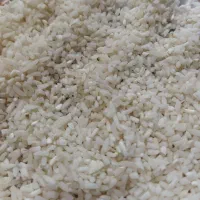 نیمه‌دانه‌هاشمی