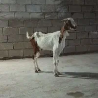 بزمطفل در شادگان روستایی مدینه