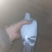 کبوتر نامه بر