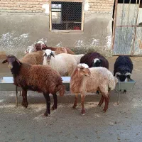 گوسفند بره نر