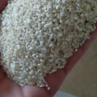 بزنج نیم دانه صدر هاشمی|عمدهفروشی|بروجرد, |دیوار