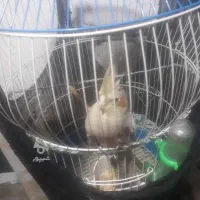 عروس هلندی با قفس سالم