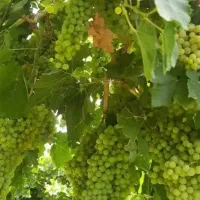 هرس درختان میوه، باغبانی و...