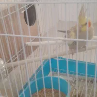 معاوضه عروس ماده با نر