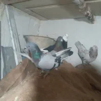 گفتر|پرنده|بومهن, |دیوار