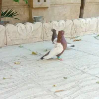 سه عدد سینه ای درجه یک