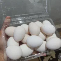 تخم مرغ گلین|حیوانات مزرعه|مینودشت, |دیوار