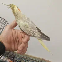 عروس هلندی|پرنده|تبریز, |دیوار