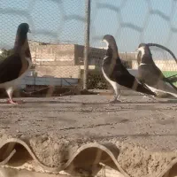 سه تا سیاهپوش بی عیب حراج|پرنده|اقبالیه, |دیوار