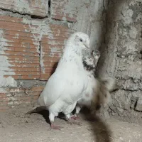 کبوتر پرشی انتیک