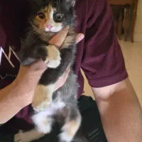 حیوان خانگی|گربه|تهران, تختی|دیوار