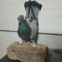 کفتر اصفهانی نروماده
