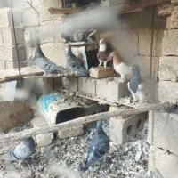 فروش هفت تا کفتر پلاکی بدرد بخور فیروز آباد|پرنده|شیراز, اکبر آباد|دیوار
