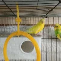 جفت مرغ عشق