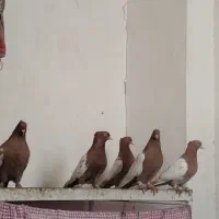 کفتر سینه زرد پرتقالی