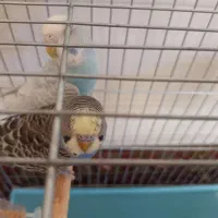 مرغ عشق .|پرنده|تبریز, |دیوار