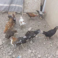 مرغ وخروس وجوجه گلین|حیوانات مزرعه|اصفهان, حصه شمالی|دیوار