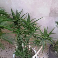 گلهای سر سبز وشاداب آپارتمانی|گل و گیاه طبیعی|شیراز, شهرک والفجر|دیوار