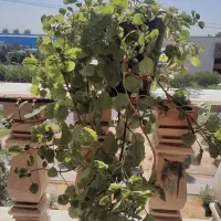 تعدادی گل و کاکتوس طبیعی