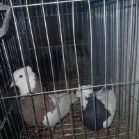 کبوتر جفتی|پرنده|بجنورد, |دیوار