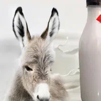 فروش شیر الاغ