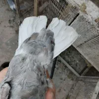 کبوتر پرنده سرور دم سفید