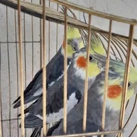 عروس هلندی ،مرغ عشق ،فنچ ،در اسکو|پرنده|تبریز, |دیوار