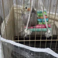 عروس هلندی ۵ماهه دستی نر