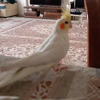 دو عدد جوجه عروس هلندی لوتینو دو ماه و نیم