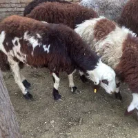 بره قوچی قرمز افشاری و پلنگی