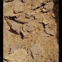 کودگوسفند|خدمات باغبانی و درختکاری|سیرجان, |دیوار