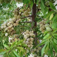 نهالستان قطب صنوبر در غرب کشور تظمینی درجه یک|خدمات باغبانی و درختکاری|مهاباد (آذربایجان غربی), |دیوار