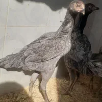 اوشامو|عمده‌فروشی|قزوین, |دیوار