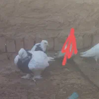 کفتر