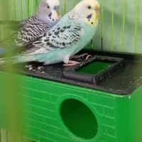 مرغ عشق ماده