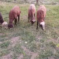 فروش ۴راس بره نر