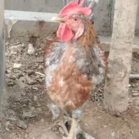 خروس|حیوانات مزرعه|قم, سنگ بند|دیوار