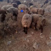 گوسفند