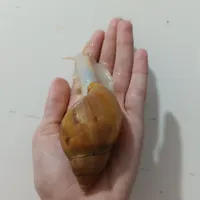 حلزون مولد